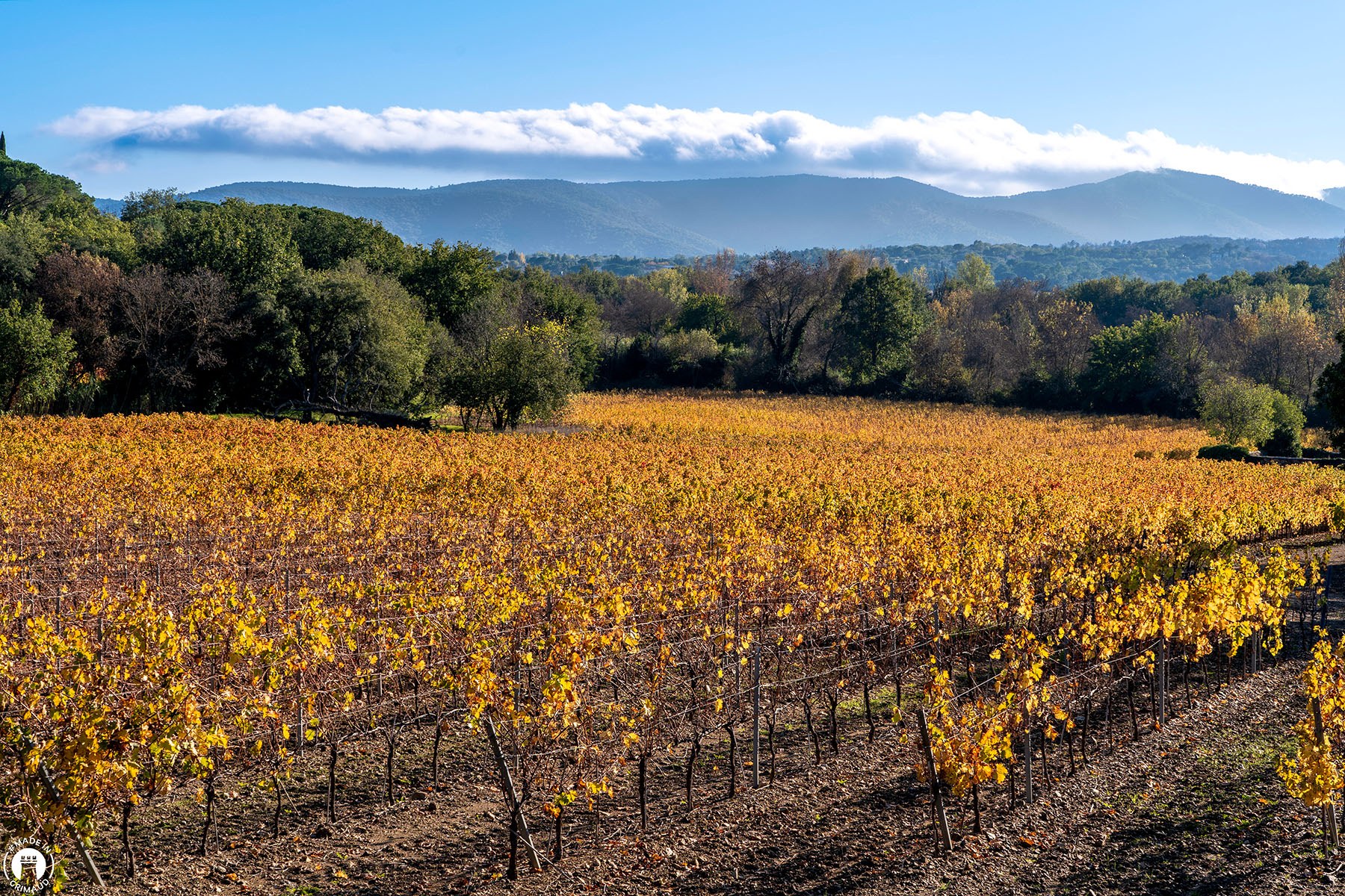 CHAMP DE VIGNES A GRIMAUD